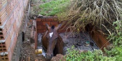 CAVALO CAI EM FOSSA E DÁ TRABALHO AOS BOMBEIROS EM PIMENTA BUENO