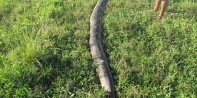 Acre - Sucuri de 170 quilos é morta a tiros ao tentar engolir porco no Acre