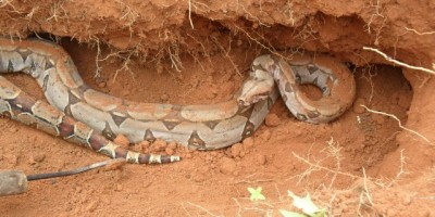 Rolim De Moura –  Jiboia capturada em terreno baldio.