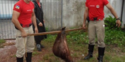 Rolim De Moura –  Bombeiros capturam uma capivara no centro de Rolim De Moura