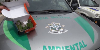 Rolim De Moura – Polícia Ambiental recupera aves silvestres em Rolim De Moura 