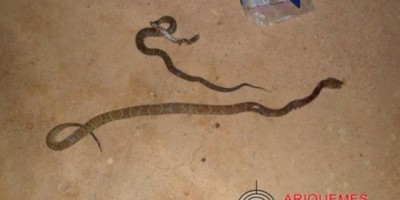 Machadinho - HOMEM MORRE APÓS SER PICADO POR DUAS COBRAS EM ÁREA RURAL