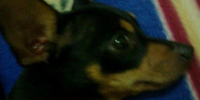 Utilidade Pública - Cão desaparecido e cão encontrado