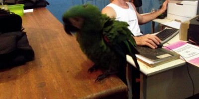 São Francisco do Guaporé – Homem é detido maltratando animal da fauna silvestre.