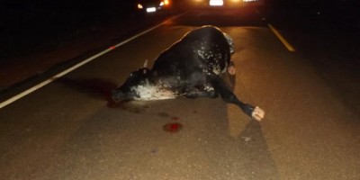 Rolim de Moura –  Animal solto na pista causa grave acidente