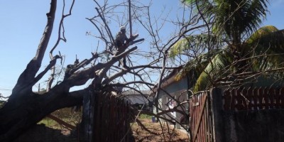 Rolim de Moura –  Árvore cai e atinge residência no bairro Boa Esperança