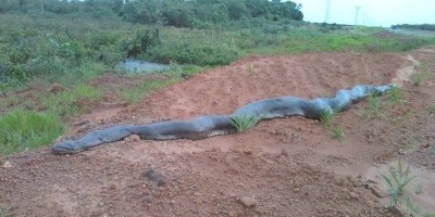 Vilhena - Professor da Unir consegue fotografar sucuri gigante às margens de BR em Vilhena