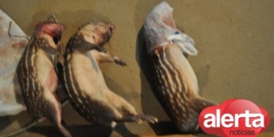 Ariquemes - PRF prende caçadores com 2 espingardas e 3 pacas abatidas na BR-364