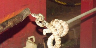 Rolim de Moura –  Cobra Jararaca é capturada em residência no centro da cidade