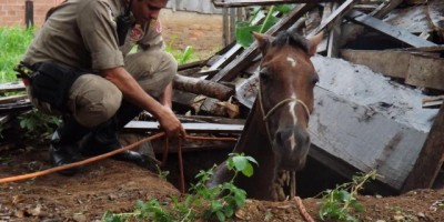 Rolim De Moura –  Bombeiros retiram cavalo de dentro de fossa