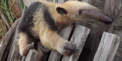Rolim de Moura –  Tamanduá é capturado pelos bombeiros no bairro Cidade Alta