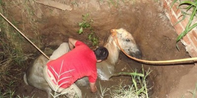 Rolim De Moura –  Bombeiros retiram animal de dentro de fossa no bairro Olímpico