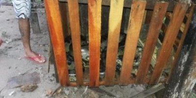 São Francisco do Guaporé – Sucuri de três metros é capturada em quintal de residência - VIDEO