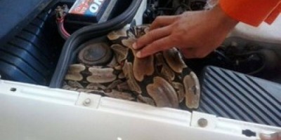 Vilhena - Jibóia com mais de 1 metro é encontrada em motor de carro