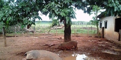 Mato Grosso - Homem com suspeita de Zoofilia é encontrado morto em chiqueiro de porcos