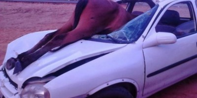 Ceará - Burro é atropelado e vai parar dentro de carro
