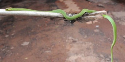 Rolim de Moura –  Cobra é encontrada em motor de veículo