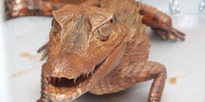 Rolim De Moura –  Bombeiros capturam jacaré no bairro Olímpico 