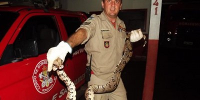 Rolim de Moura –  Jiboia  é capturada pelo Corpo de Bombeiros