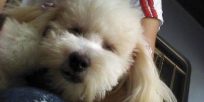 Rolim de Moura –  UTILIDADE PÚBLICA -  Cão desaparecido