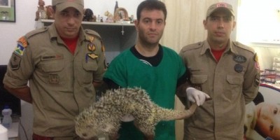 Rolim de Moura –  Ouriço ferido é capturado, e após medicado é solto em seu habitat natural