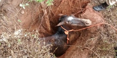 Rolim de Moura –  Bombeiros  retiram cavalo de dentro de buraco no bairro Beira Rio