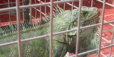 Rolim De Moura –  Bombeiros capturam iguana dentro de escola