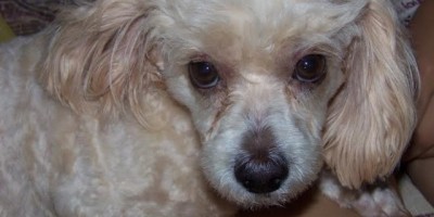 Rolim de Moura –  UTILIDADE PÚBLICA -  Cão desaparecido