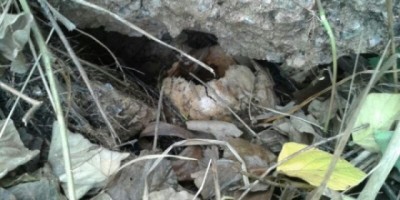 PORTO VELHO - Polícia encontra corpo de garoto que estava desaparecido; pai o matou a pauladas - FOTOS