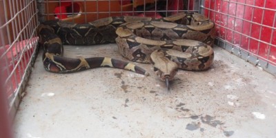 Rolim De Moura –  Bombeiros capturam jiboia no bairro Jardim Tropical