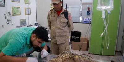 Rolim de Moura –  Bombeiros capturam ouriço agredido com paulada na cabeça