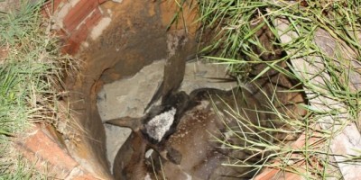 Rolim de Moura –   Vaca cai em fossa e é resgatada pelo Corpo de Bombeiros