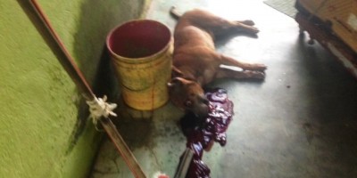 Porto Velho - PITBULL - Cão é morto após atacar duas pessoas e quase arrancar braço da dona