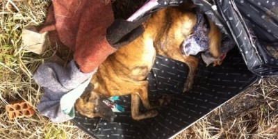 Vilhena - Cão é encontrado com vida abandonado dentro de mala