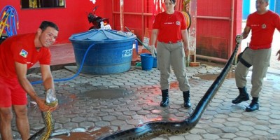 Ji-Paraná - Corpo de Bombeiros captura Sucuri com quase 6 metros em bairro residencial