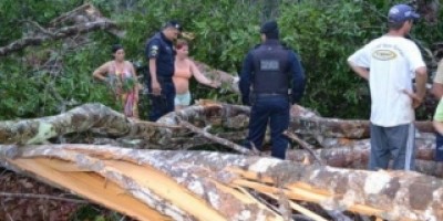 São Francisco do Guaporé - FATALIDADE, Queda de árvore mata homem enquanto trabalhava