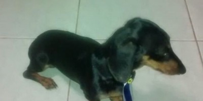 Rolim de Moura – Utilidade Pública: Cachorro da raça Basset encontrado no Cartório Machado