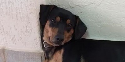 Rolim de Moura - Utilidade Pública: Cão da Raça Basset desaparecido  