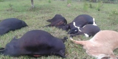 Mirante da Serra - Rede de alta tensão cai durante tempestade e mata sitiante eletrocutado