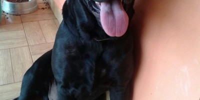 Rolim de Moura – Família procura por Cachorro da raça Labrador desaparecido