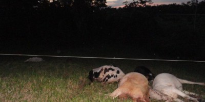 Rolim de Moura –  Seis vacas morrem eletrocutadas em propriedade na RO-010