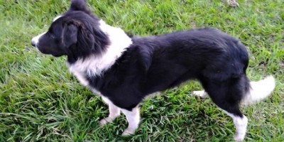 Rolim de Moura – Utilidade Pública: Família procura por cachorro da raça Border Collie furtado no bairro Cidade Alta