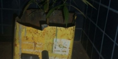 Ouro Preto - Homem vai visitar filho e encontra drogas e até pé de maconha dentro de casa