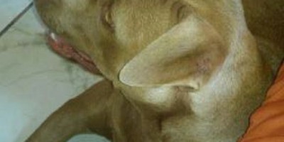 Rolim de Moura - Utilidade Pública: Procura-se Cadela da raça Pitbull desaparecida