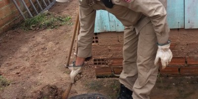 Rolim de Moura – Bombeiros capturam tamanduá mirim em residência no bairro Beira Rio