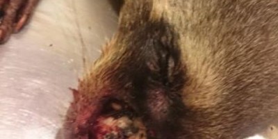 Rolim de Moura – Militares do Corpo de Bombeiros realizam captura de um quati que se encontrava no terreno de uma propriedade no bairro Centenário