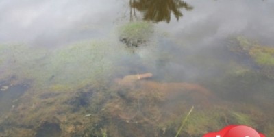 Monte Negro - Mãe procura filho desaparecido e o encontra morto dentro de lagoa