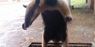 Rolim de Moura – Militares do Corpo de Bombeiros capturam tamanduá mirim próximo à escola Maria Rabelo