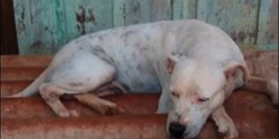 Cerejeiras: Cadela Pitbull salva idosa