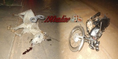 Alta floresta - Motociclista perde a vida ao bater em cavalo solto na pista